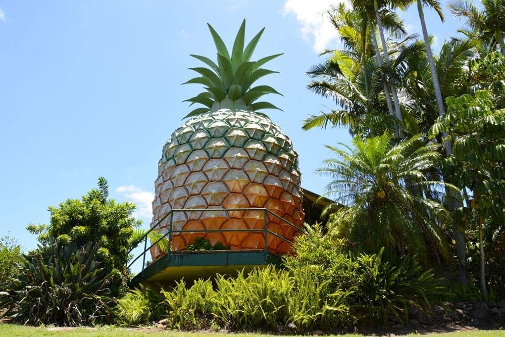 the big pineapple