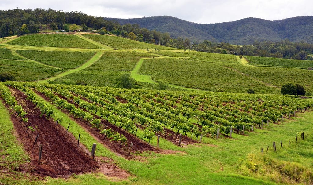 Explore the Wines of the Hunter Valley