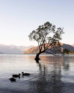 Wanaka-tree-lake