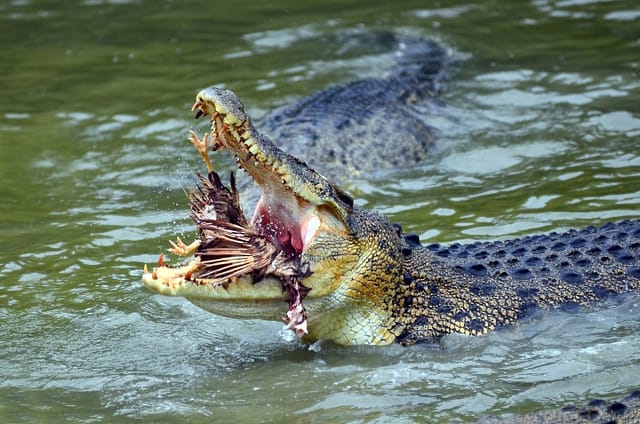 Australian saltwater crocodile eating its prey
