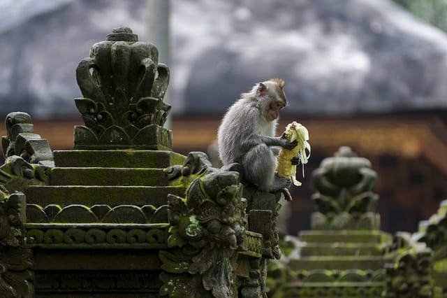 Long-tailed macaque eating fruit in the Ubud Monkey Forest.
