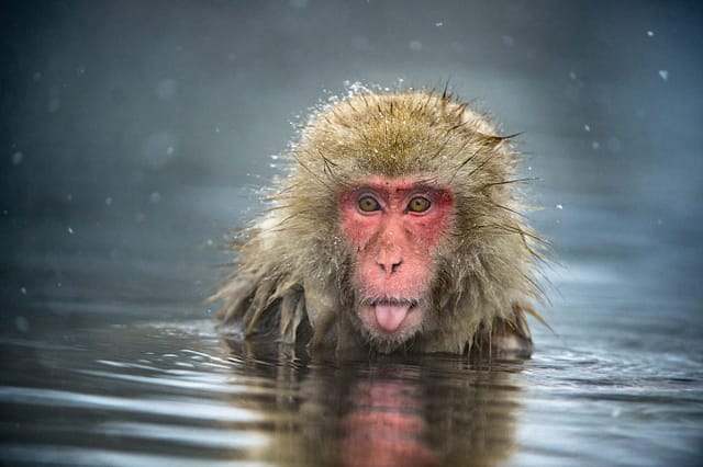 A Japanese macaque at Jigokudani Monkey Park, Nagano Prefecture