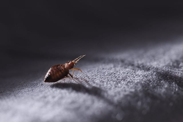 Bed bug in hotel room at night