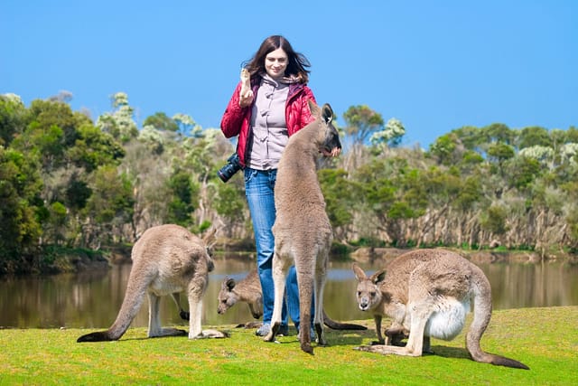 Woman feeding kangaroos