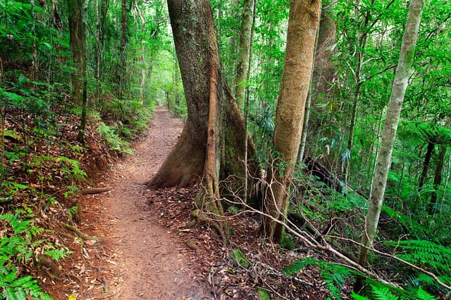 The Border Track in Lamington National Park, Queensland
