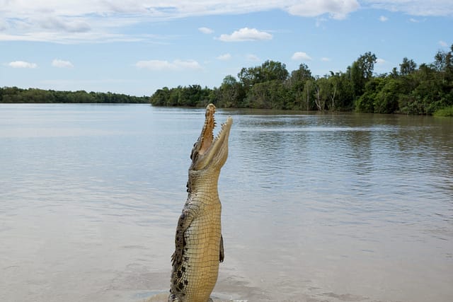 Crocodile jumping in the Adelaide River, Kakadu National Park