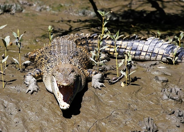 proserpine river crocodile