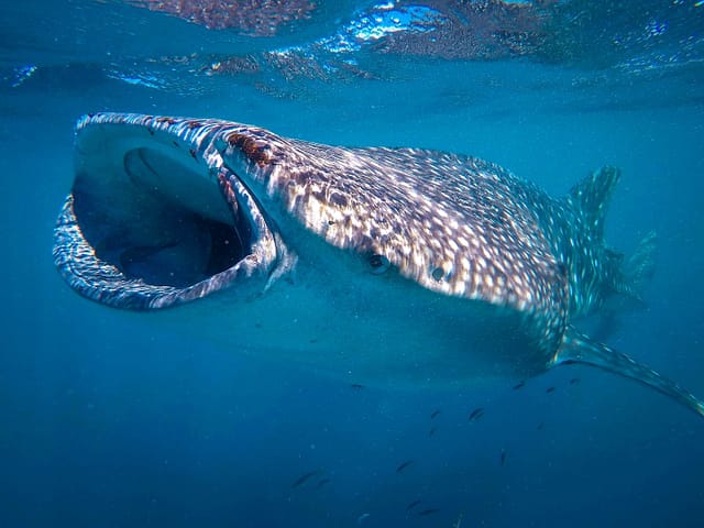 Whale shark at Ningaloo Reef