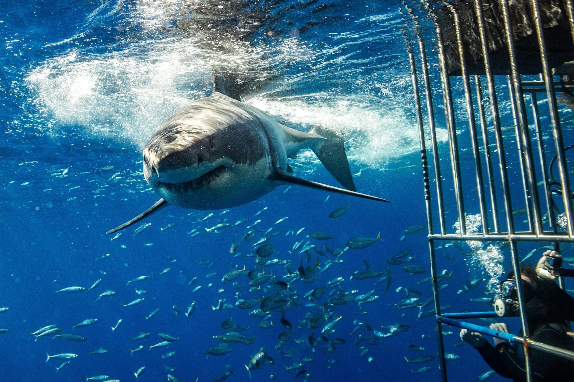 Great white shark swimming near a shark cage 